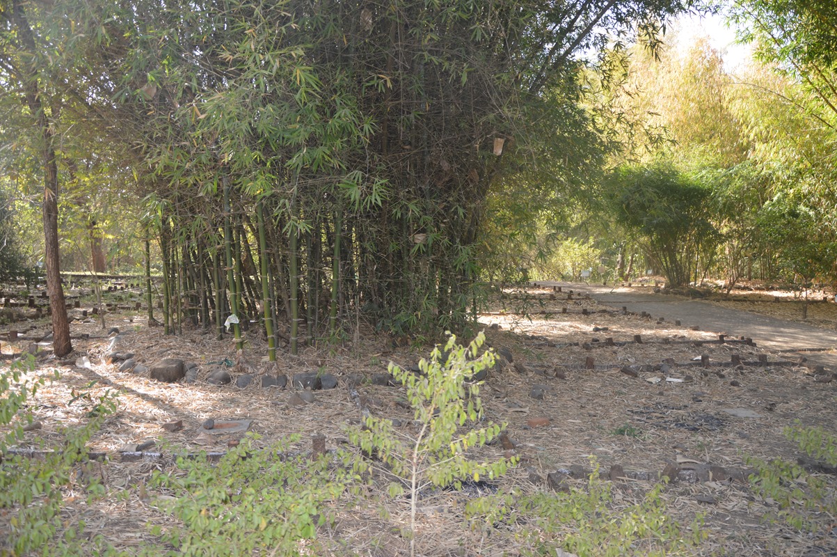 Bamboo Plot