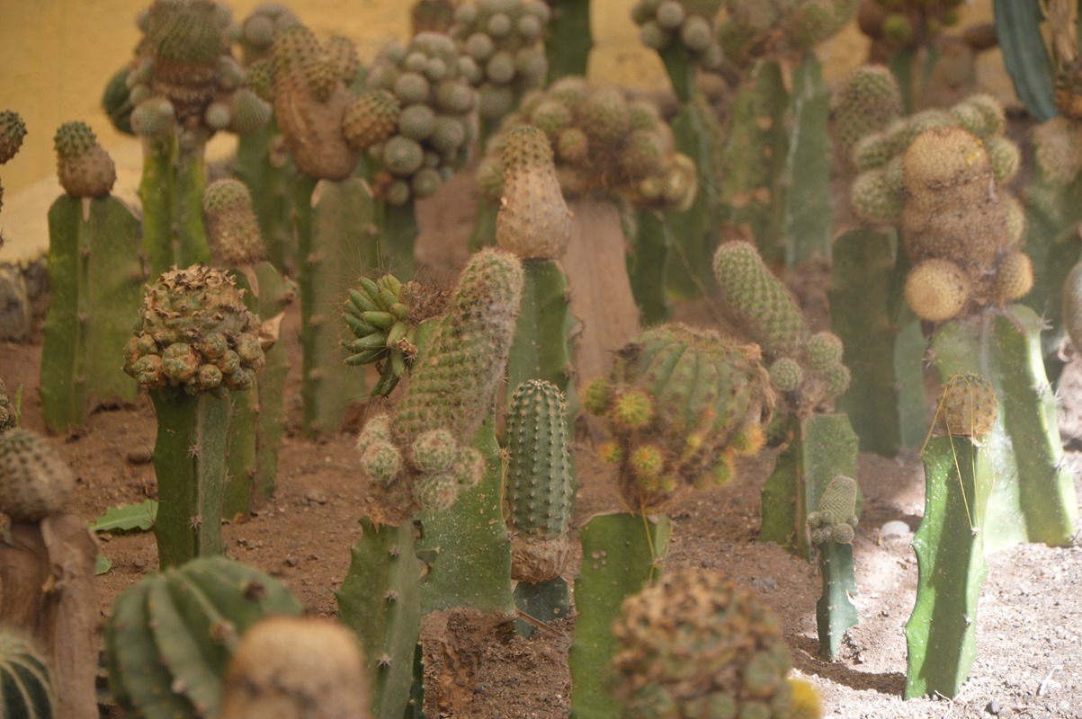 Cacti and Succulent Plot